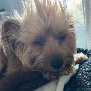 Meet your Posher, Guillermo